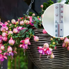 Urocza fuksja w doniczce, kwitnąca w ciepły dzień. Termometr pokazuje 25 stopni Celsjusza, idealną temperaturę dla tych pięknych kwiatów.