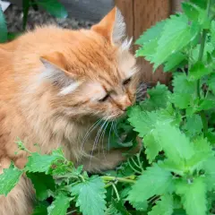 Gato naranja olfateando intensamente la hierba gatera en un jardín.