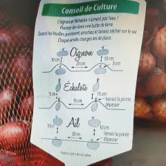 Conseils pour savoir quand récolter les échalotes : arrachez-les quand les feuilles jaunissent et laissez-les sécher au sol.