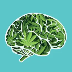 THC: Jak działa na mózg? Efekty, ryzyka, medycyna, wykrywalność.