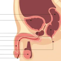 Schéma anatomique du système urinaire et reproducteur masculin. La vessie, la prostate et l'urètre sont visibles, illustrant l'urgenturie chez l'homme.