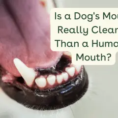 Close-up of a dog's open mouth with sharp teeth and a pink tongue. Text asks: Is a dog's mouth really cleaner than a human's mouth?