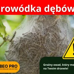 Korowódka dębówka w sieci na drzewie. Objawy inwazji tego groźnego owada mogą być widoczne na Twoim drzewie.