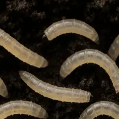 Mehrere durchscheinende Maden mit segmentierten Körpern und dunklen Köpfen bewegen sich in dunkler Blumenerde.