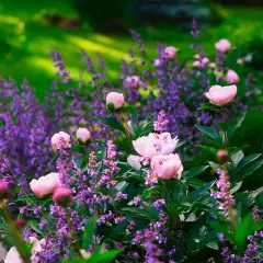 En lummig trädgård badar i solljus, med mjuka rosa pioner som blommar bland lila lavendel. En vacker syn av blommor i maj.