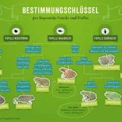 Bestimmungsschlüssel für bayerische Froscharten: Unterscheidung anhand von Pupillenform, Hautbeschaffenheit und Färbung.