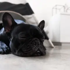 Un bulldog francés negro duerme profundamente, quizás soñando con aventuras.