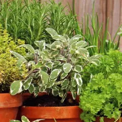 Un rigoglioso giardino aromatico in vasi di terracotta: timo, salvia, rosmarino, prezzemolo e basilico.