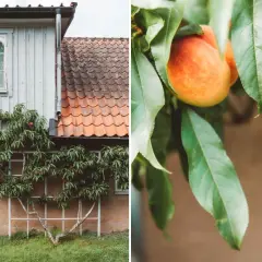 Persikot mognar mot ett gammalt hus, en påminnelse om sommarens värme trots att höstens persika frost kan vara nära.