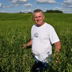 Rolnik w polu wyki, oceniający jej wzrost. Wygląda na to, że wyka jara norma wysiewu została osiągnięta.