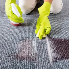 Hände mit Handschuhen sprühen Reiniger auf Fleck, um den Teppich zu reinigen. Waschpulver hilft bei hartnäckigen Flecken.