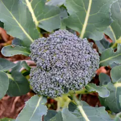 En frodig broccoli blomma med gröna blad i en trädgård.
