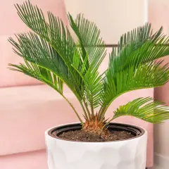 Planta de interior con hojas verdes vibrantes, un ejemplo de tipos de palmeras enanas, sobre un sofá rosa.