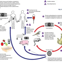 Cykl życiowy Toxoplasma gondii. Objawy toksoplazmozy u ludzi obejmują cysty tkankowe w mięśniach, mózgu.