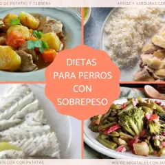 Cuatro platos saludables: guiso de ternera, pollo con arroz, merluza y vegetales. Comidas para perros con sobrepeso.