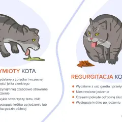 Kot wymiotuje niestrawionym jedzeniem, co widać po zielonej wydzielinie. Obok kotek przełyka pokarm, który nie został strawiony.