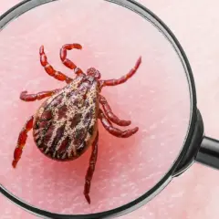 Kleszcz pod lupą. Uważaj na odkleszczowe zapalenie opon mózgowych, które przenoszą te pajęczaki.