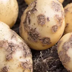 Nahaufnahme von Kartoffeln mit braunen Flecken, die auf Krankheiten hindeuten. Bilder von Kartoffeln mit Flecken und Krankheiten.