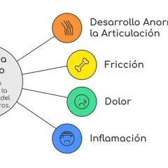 Diagrama sobre displasia de codo en perros, detallando desarrollo anormal, fricción, dolor e inflamación.