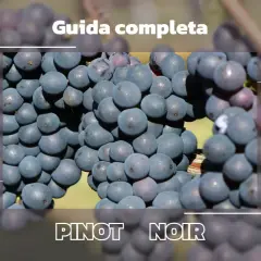 Grappoli di Pinot Nero maturi, pronti per una guida completa alla degustazione.