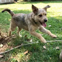 Ein Hund springt über einen Haufen Erde, als ob er gerade etwas frisst.