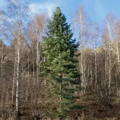 Wśród nagich brzóz dumnie stoi zielona sosna kaukaska, symbol wiecznej zieleni.