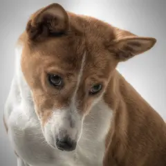 Uroczy basenji z rudym futrem i białym znaczeniem na piersi, zamyślony. Zastanawiasz się nad basenji cena?