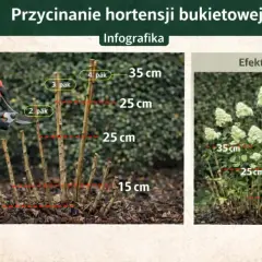 Instrukcja jak przycinać hortensje ogrodową: przycinanie pędów na różne wysokości (15, 25, 35 cm) dla obfitego kwitnienia.