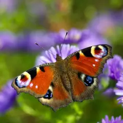 Motyl pawik na fioletowych kwiatach. Jego barwy symbolizują przemianę i piękno natury.