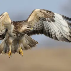 Ein Bussard Habicht breitet seine Flügel aus und fliegt.