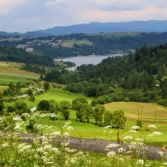 Malowniczy krajobraz z polami, lasami i jeziorem w tle. W oddali widać zabudowania, a na pierwszym planie kwitnące zioła i drewniany płot. To piękny widok z okolic Niedzicy w Małopolsce.
