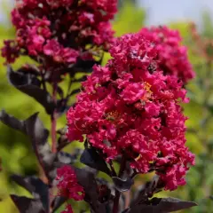 Fiori rosa intenso su un albero di loto, con foglie scure e uno sfondo verde sfocato.