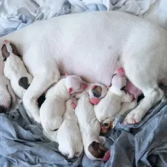 A mother dog sleeps with her litter of six newborn puppies. This image shows how many puppies can a dog have, a beautiful sight of new life.