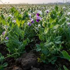 Pole obsiane roślinami motylkowymi, takimi jak groch, z kroplami rosy na liściach i fioletowymi kwiatami.