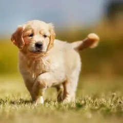 Un adorable cachorro golden retriever corre por el césped, con su cola en alto y una expresión curiosa.
