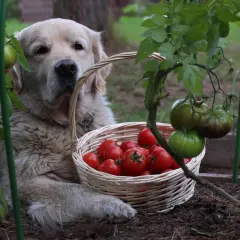 Złoty retriever pilnuje koszyka z pomidorami. Czy pies może jeść pomidory? Ten słodziak wygląda, jakby sam chciał się przekonać.
