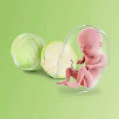 Feto in posizione fetale a 27 settimane, accanto a un cavolo.