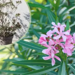 Piękny oleander w donicy, z bliska widać delikatne różowe kwiaty i długie zielone liście.