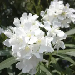 Kwitnący oleander w białych kolorach, z zielonymi liśćmi w tle.