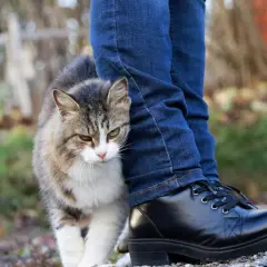 Un gato atigrado se frota contra la pierna de una persona con jeans y botas negras. Es una muestra de afecto, una forma de decir "porque los gatos se frotan con las personas".