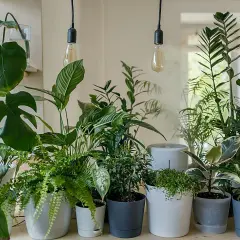 Plantas de interior en macetas, una forma natural de purificar el aire de casa.