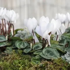 En grupp vita cyklamen blommor med gröna blad och mossa.