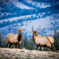 Two elk stand on a grassy hill, their antlers silhouetted against a blurred, blue mountain backdrop. This shot showcases effective wildlife photography techniques, capturing the animals in their natural habitat.