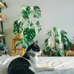 Gato blanco y negro descansa entre **plantas buenas para gatos**, como monsteras y calatheas, en un interior luminoso.