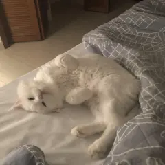 A fluffy white cat is curled up on a bed, looking relaxed. It makes you wonder, can cats purr in their sleep?