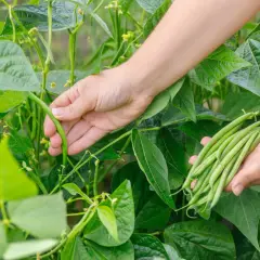 Hände ernten frische grüne Bohnen aus dem Garten. Die grünen Schoten sind reif und bereit für die Küche.