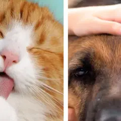 Un gato naranja se lame la pata mientras una mano acaricia la cabeza de un perro. La eterna rivalidad de perros vs gatos.