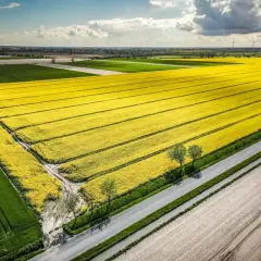 Rozległe, żółte pole rzepaku rozciąga się aż po horyzont, tworząc malowniczy krajobraz, kiedy kwitnie rzepak.