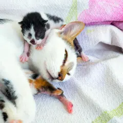 Matka kotka z kilkoma nowo narodzonymi kociętami leżącymi na niej.