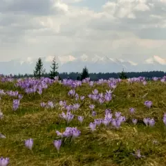 Łąka pełna fioletowych krokusów, a w tle ośnieżone szczyty gór. Wiosna w pełni, czuć gorc troszacki.